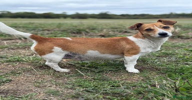 Mixed Breed dogs - Advert 4
