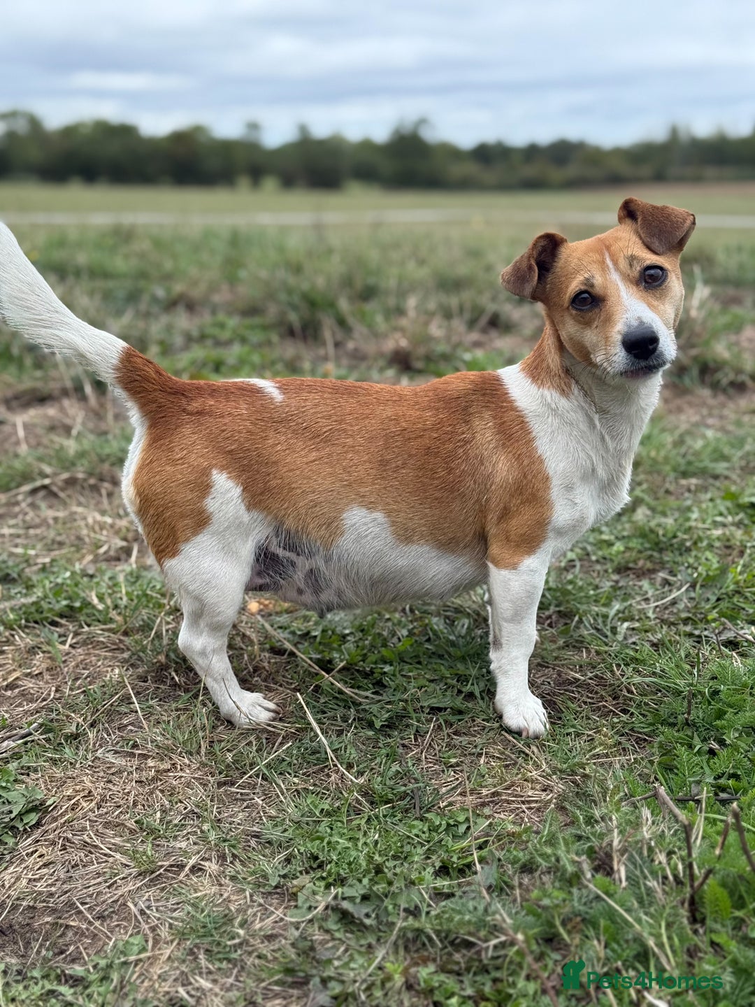 Mixed Breed dogs for sale: 4 beautiful spaniel X jack russel pups ❤️ - Image 10