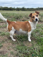 Mixed Breed dogs - Advert 16