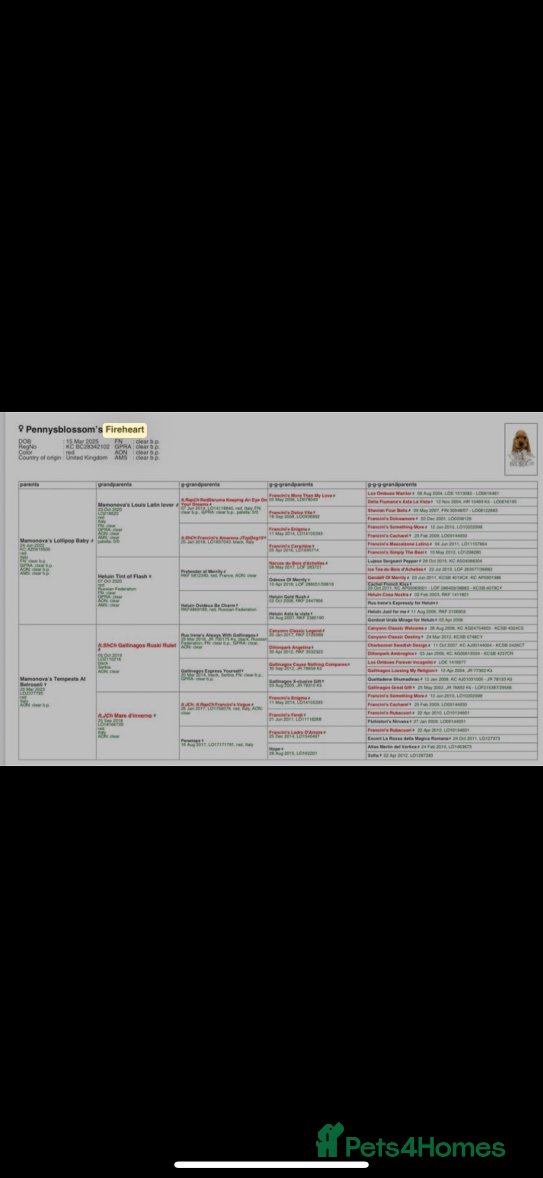 Cocker Spaniel dogs for sale: Top Quality Show Cocker - Top European Show Lines  - Image 9