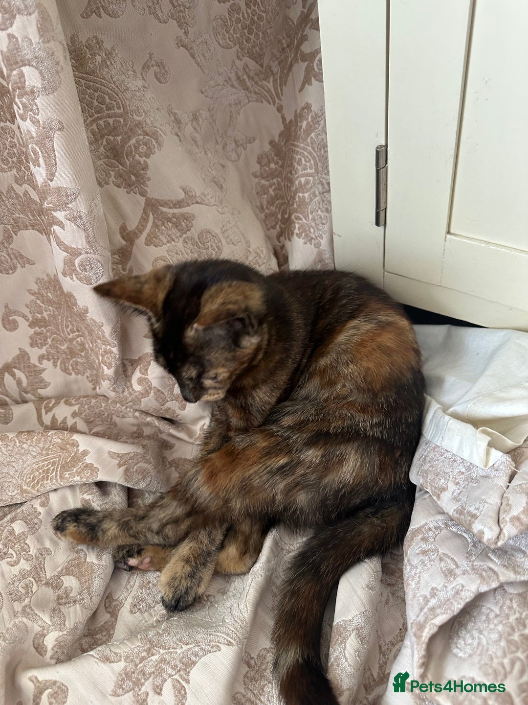 Maine Coon cats for sale: Tortoiseshell Girl - Image 3