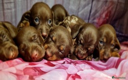 Miniature Dachshund dogs for sale: 💜MINIATURE DAPPLE AND CHOCOLATE Dachshunds Babys - Image 11