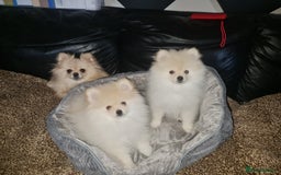 Pomeranian dogs for sale: KC registered Adorable White Pomeranians boy, girl - Image 3