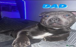 Staffordshire Bull Terrier dogs for sale: Beautiful Kennel registered blue staffie for sale  - Image 23