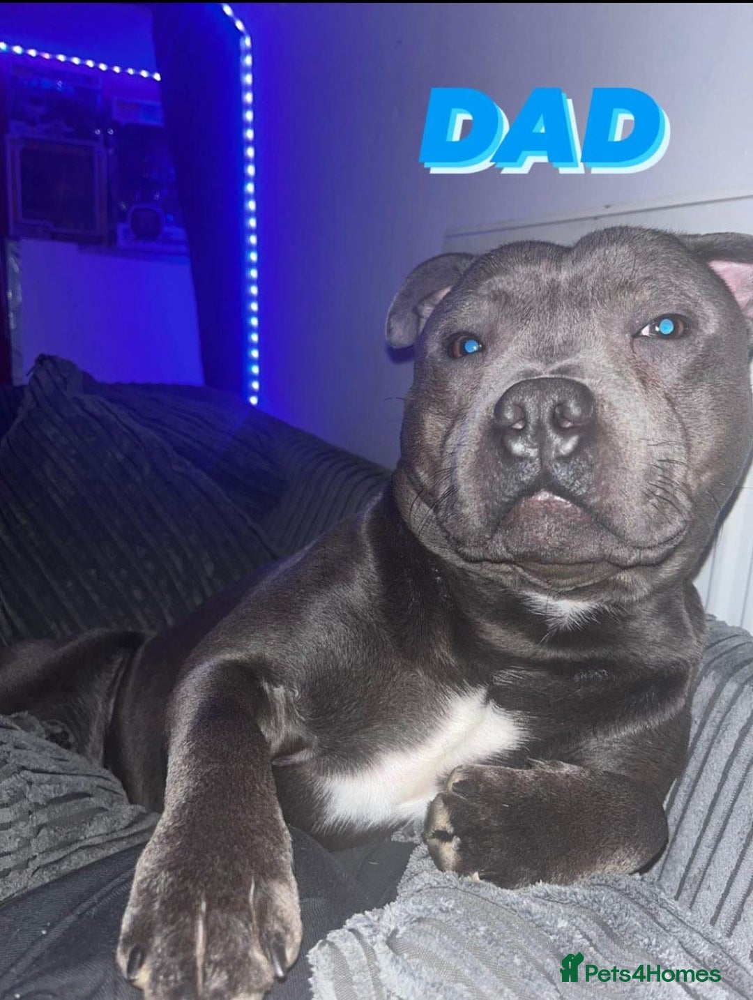 Staffordshire Bull Terrier dogs for sale: Beautiful Kennel registered blue staffie for sale  - Image 23