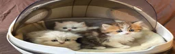 Munchkin cats for sale: TICA registered munchkin kittens  - Advert 7