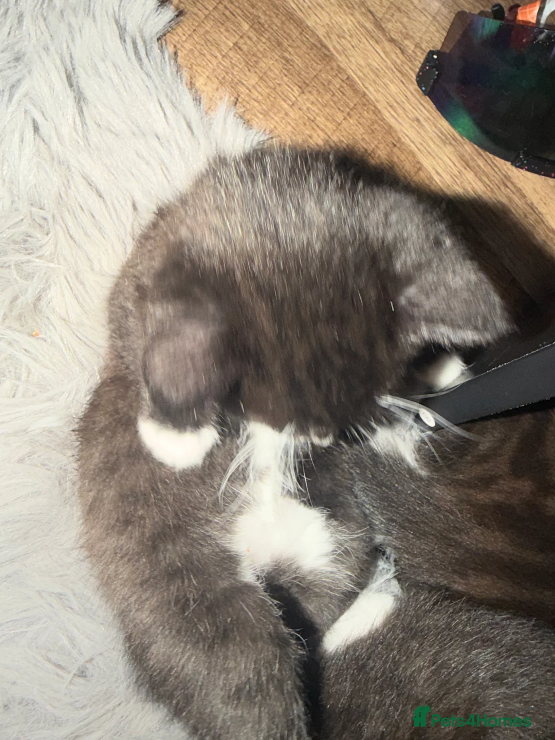 Mixed Breed cats for sale: Ragdoll and shorthair - Advert 2
