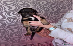 Mixed Breed dogs for sale: Puppy’s available  - Image 9