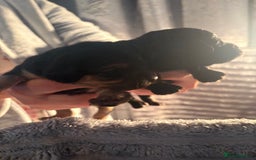 Cavapoochon dogs for sale: Cavapoochon puppies  - Image 11