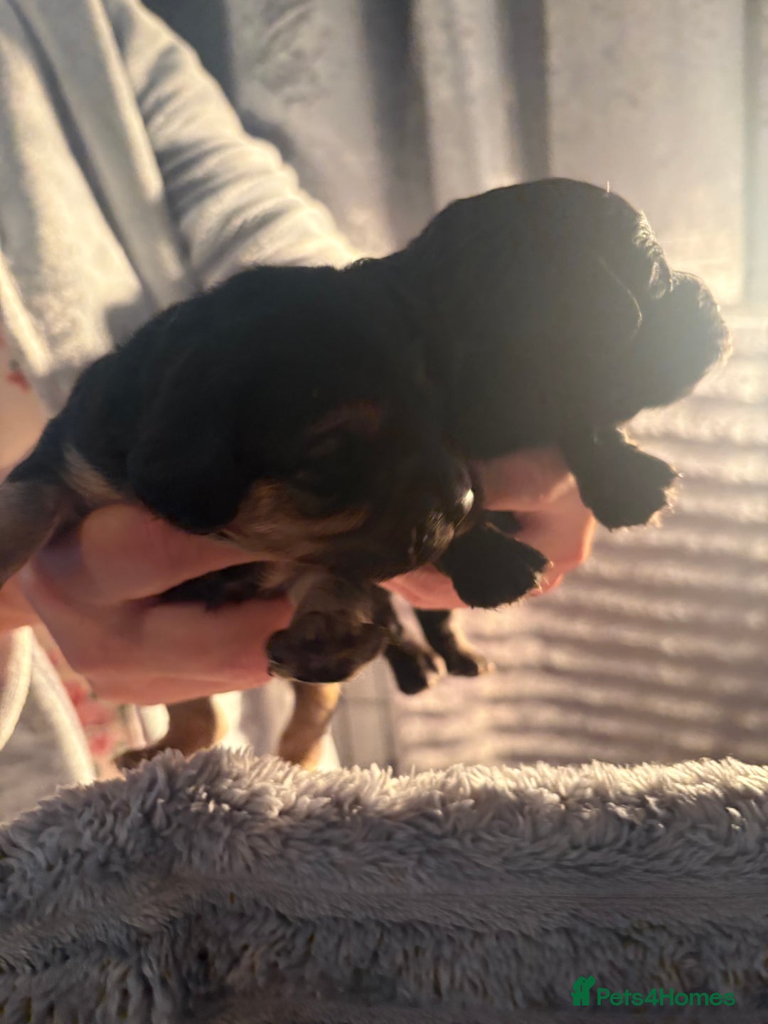 Cavapoochon dogs for sale: Cavapoochon puppies  - Image 11