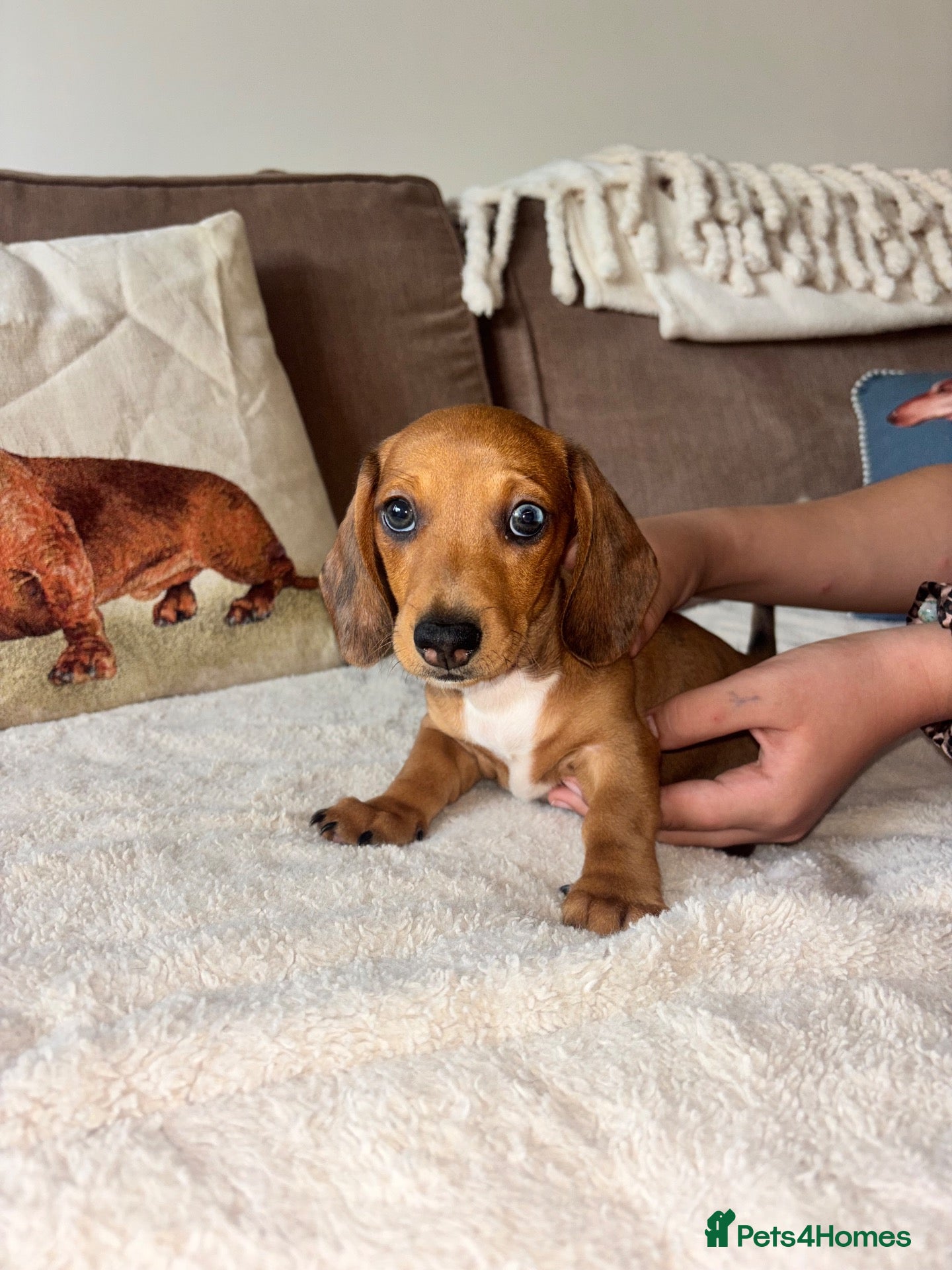 Miniature Dachshund dogs Miniature kc registered pups ready 7th oct - Advert 4