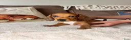 Miniature Dachshund dogs for sale: Miniature kc registered pups ready 7th oct - Advert 20