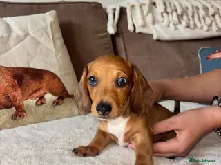 Miniature Dachshund dogs Miniature kc registered pups ready 7th oct - Advert 1