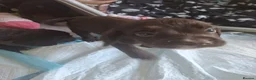 Sprocker dogs for sale: Sprocker pups - Advert 13
