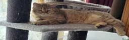 British Shorthair cats for sale: Chocolate golden tabby retired male - Advert 3