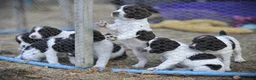English Springer Spaniel dogs for sale: English springer spaniel puppies  in Exeter - Advert 12