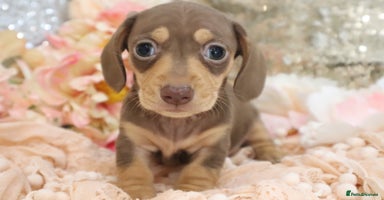 Miniature Dachshund dogs - Advert 2