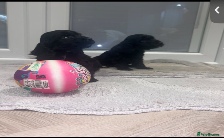 Cockapoo dogs F1 cockapoo puppies  - Advert 16