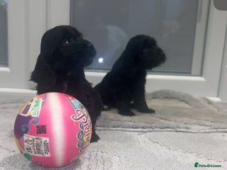 Cockapoo dogs F1 cockapoo puppies - Advert 18