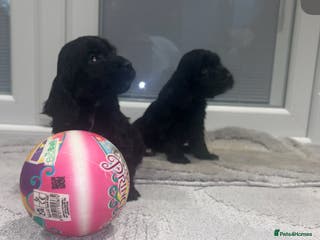 Cockapoo dogs F1 cockapoo puppies - Advert 18