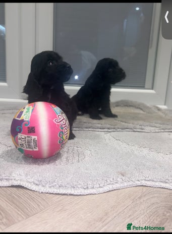 Cockapoo dogs F1 cockapoo puppies - Advert 8