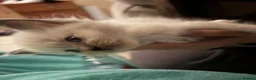 Ragdoll cats for sale: Pedigree ragdoll kittens ready now - Advert 10