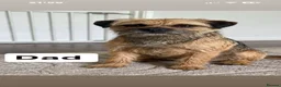 Border Terrier dogs for sale: Border Terrier puppies for sale SLEM Clear OXCROFT - Advert 30