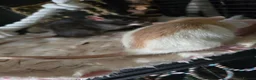 Rat rodents for sale: 4 girl rat for sale - Advert 3