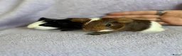 Guinea Pig rodents for sale: Baby boars  - Advert 4
