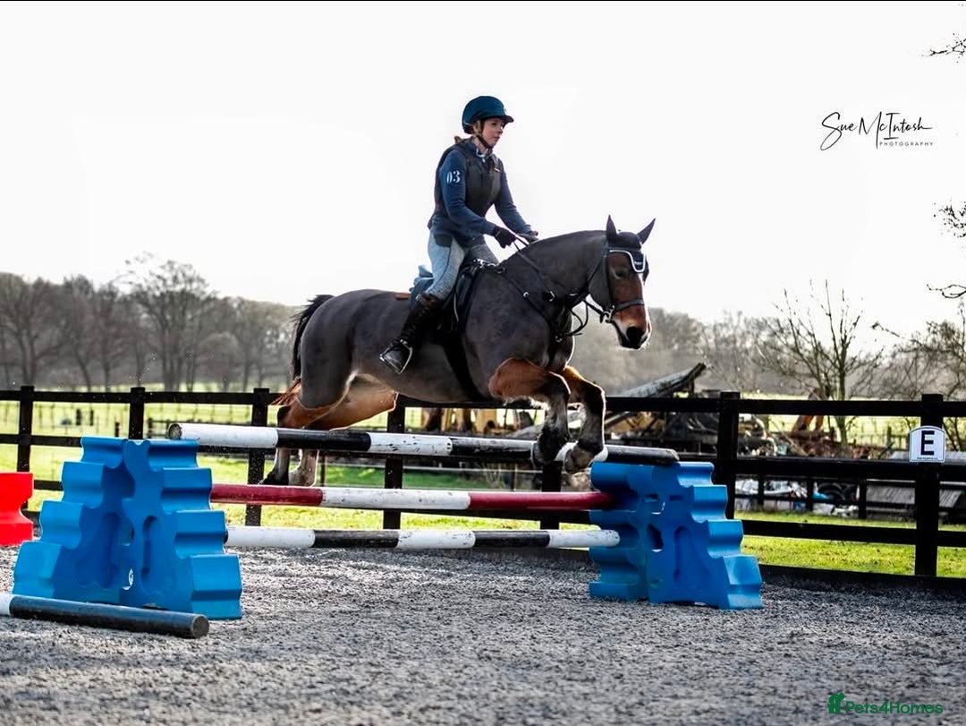 Welsh Section D horses for sale: Welsh D - Advert 5