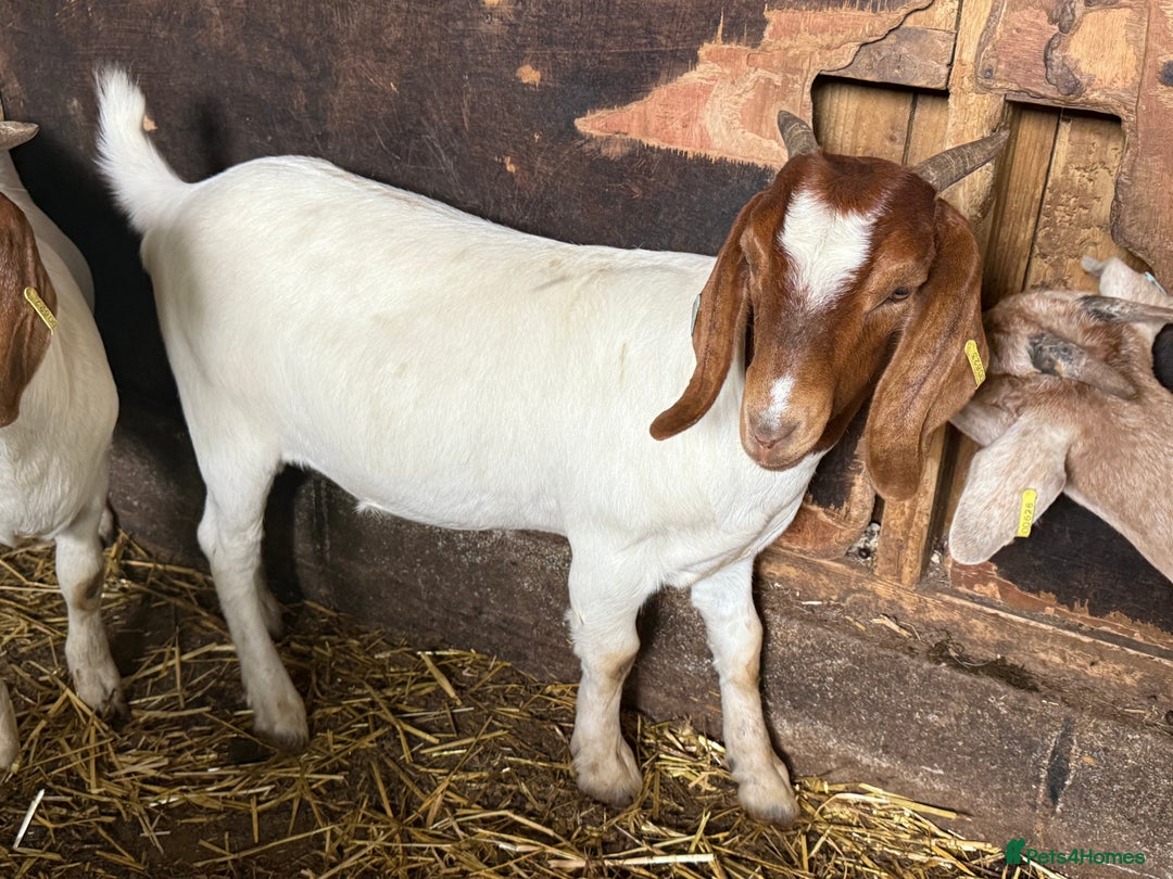 Goats livestock for sale: Nanny Boer goats for sale  - Image 4