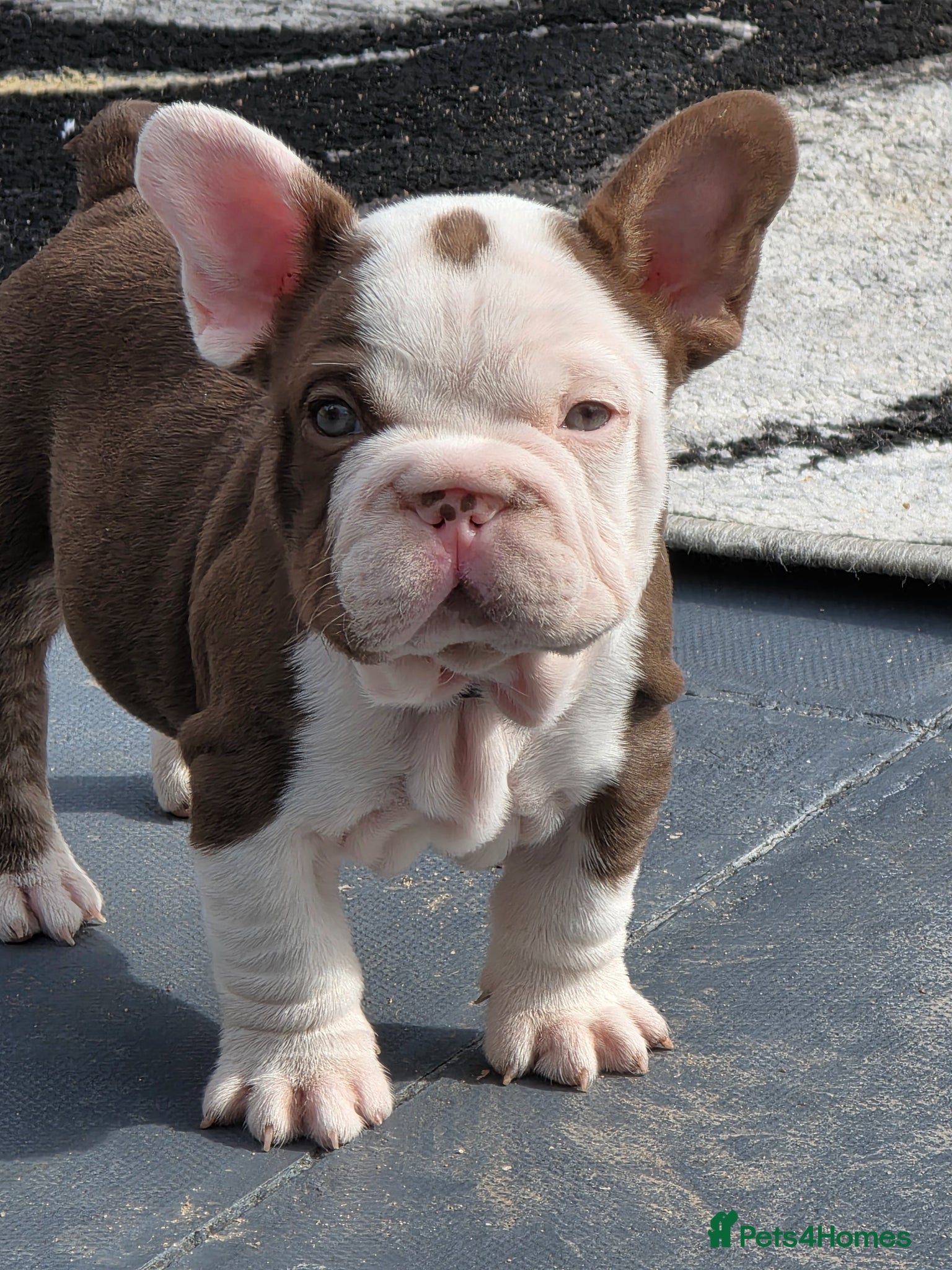 French Bulldog dogs  Ready to go FRENCH BULLDOG  - Advert 2