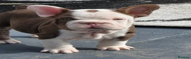 French Bulldog Puppy 8