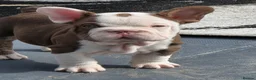 French Bulldog dogs for sale: Open for offer  French Bulldog with papers - Advert 3