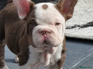 French Bulldog dogs Ready to go FRENCH BULLDOG - Advert 2
