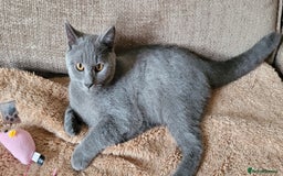 British Shorthair cats for sale: British Shorthair Boy - Image 3