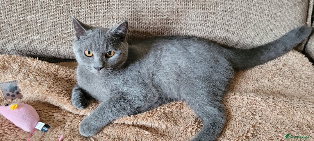 British Shorthair cats for sale: British Shorthair Boy - Image 3