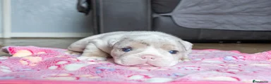 English Bulldog 5