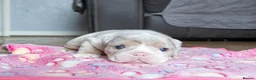 English Bulldog dogs for sale: ENGLISH BULLDOG  - Advert 16