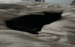 Mixed Breed cats for sale: Beautiful black kitty for sale - Image 2