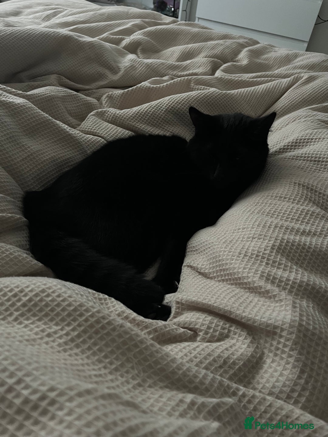 Mixed Breed cats for sale: Beautiful black kitty for sale - Image 2