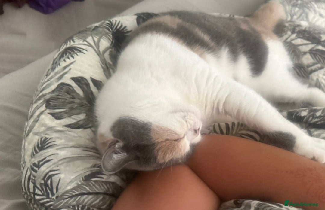 British Shorthair cats for sale: British Shorthair Queen Proven & Show Winning - Image 6