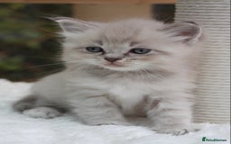 Ragdoll cats for sale: TICA Blue Bicolour Ragdoll Mink Cherubim Kittens  - Image 1