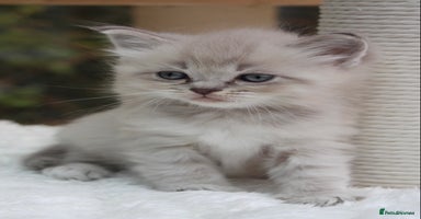 Ragdoll cats - Advert 13