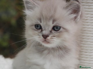 Ragdoll cats for sale - Advert 1