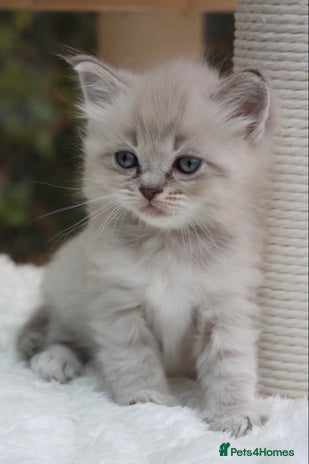 Ragdoll cats - Advert 3