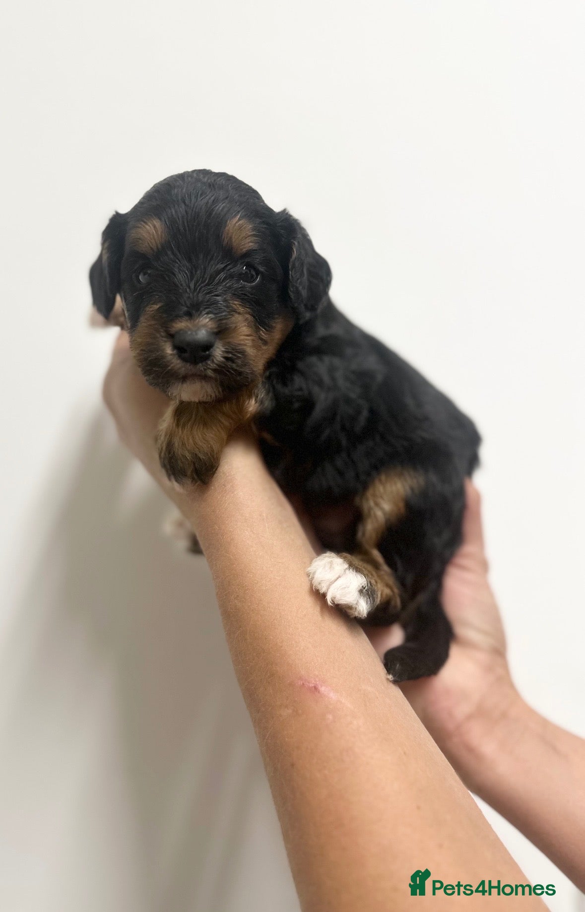Cockapoo dogs Stunning cockapoos looking for forever homes - Advert 1