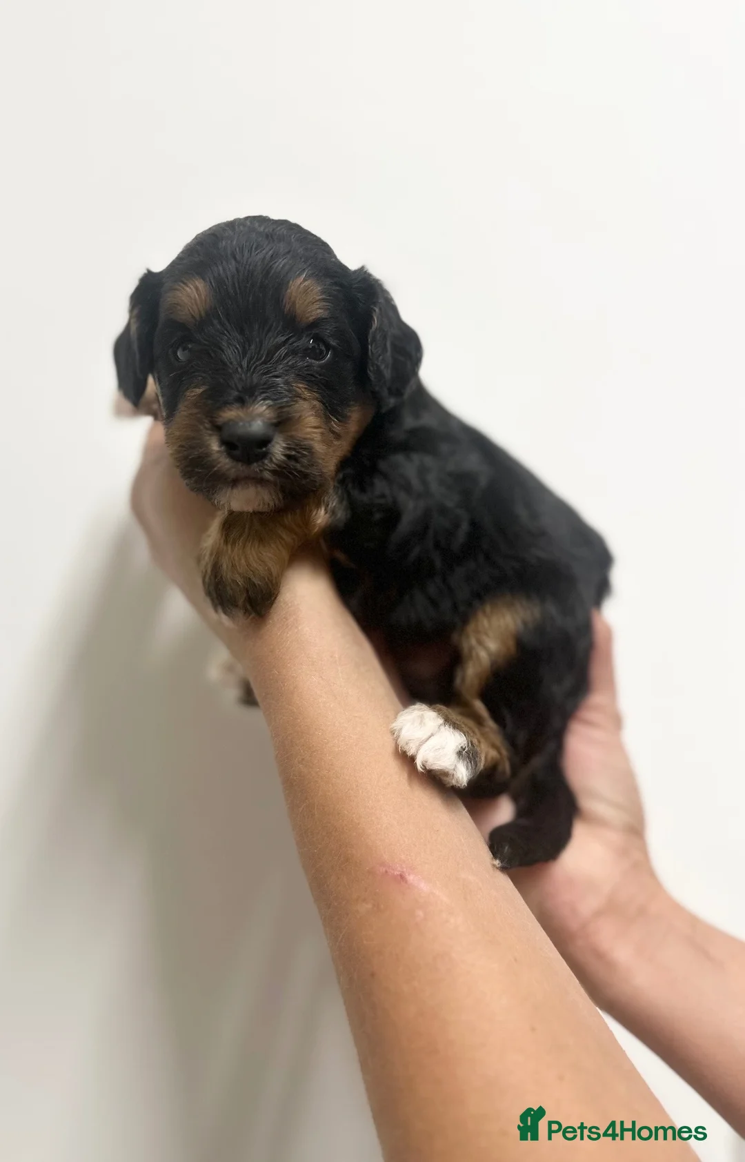 Cockapoo dogs for sale: Stunning cockapoos looking for forever homes - Advert 1