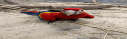 Macaws birds for sale: GORGEOUS VIBRANT BABY HANDREARED SCARLET  - Advert 6