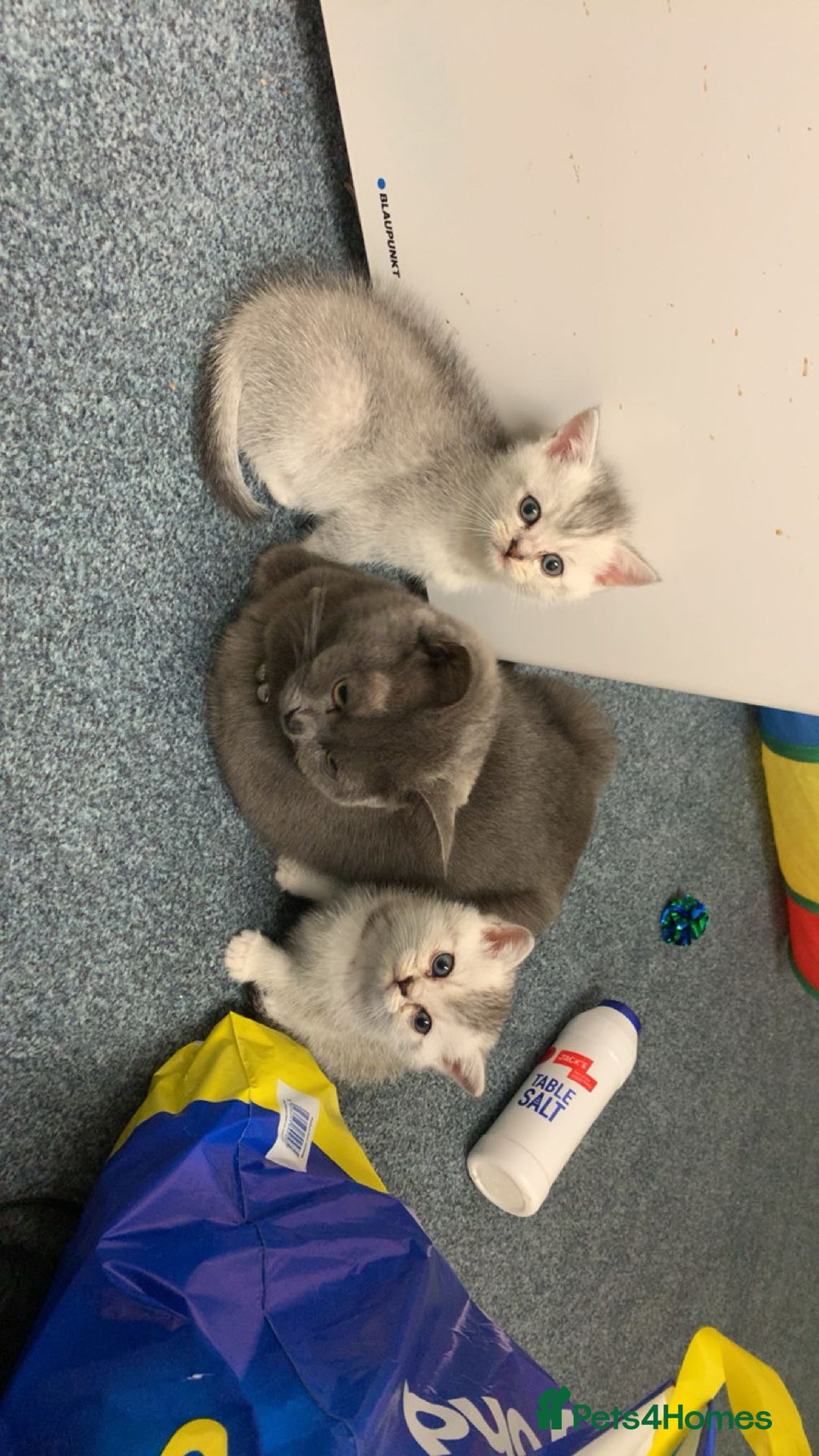 British Shorthair cats for sale: got 3 kittens for sale - Advert 4